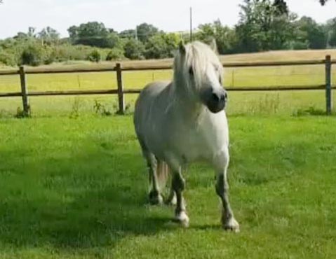Highland Pony For Sale
